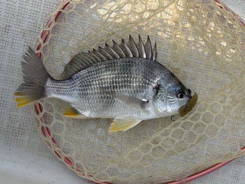 キビレの釣果