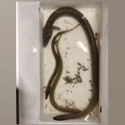 ウナギ