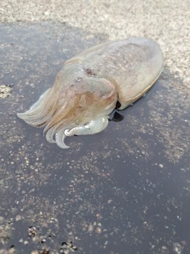 コウイカの釣果