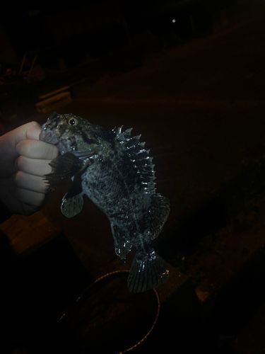 クロソイの釣果