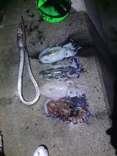 コウイカの釣果