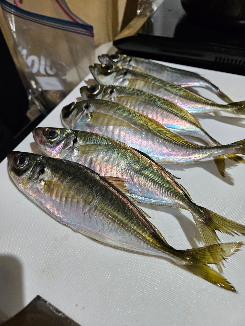 ひーたん釣人さんの釣果 3枚目の画像