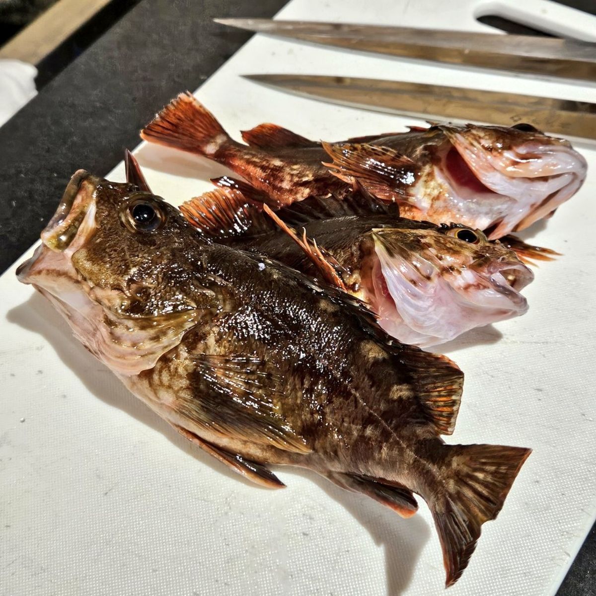 ひーたん釣人さんの釣果 2枚目の画像