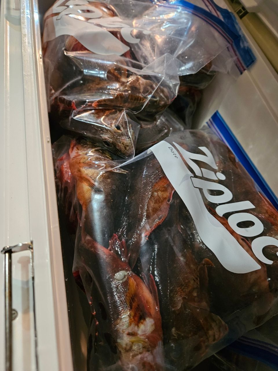 ひーたん釣人さんの釣果 3枚目の画像