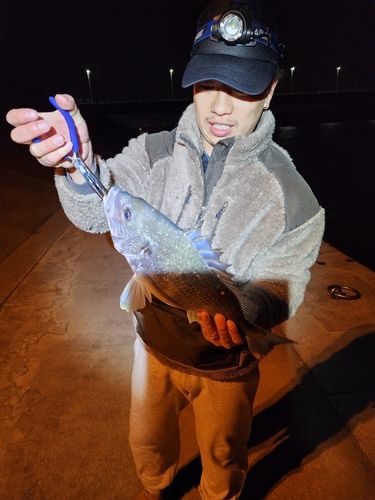 キビレの釣果