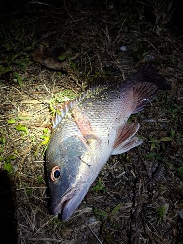 ゴマフエダイの釣果