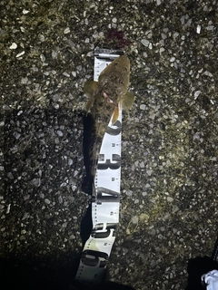 マゴチの釣果