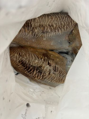 コウイカの釣果