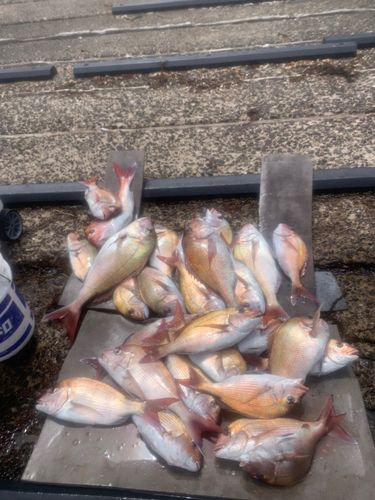 タイの釣果