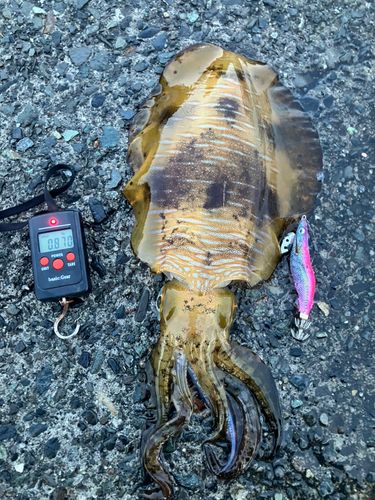 アオリイカの釣果