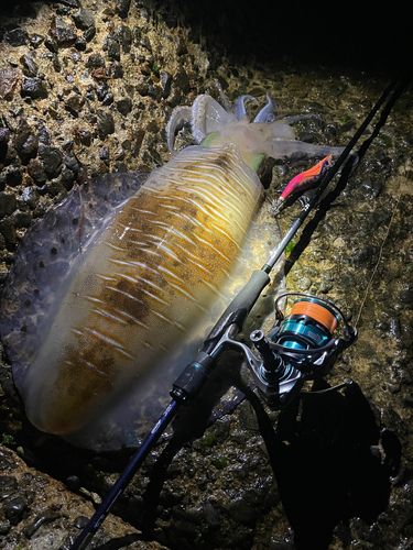 アオリイカの釣果