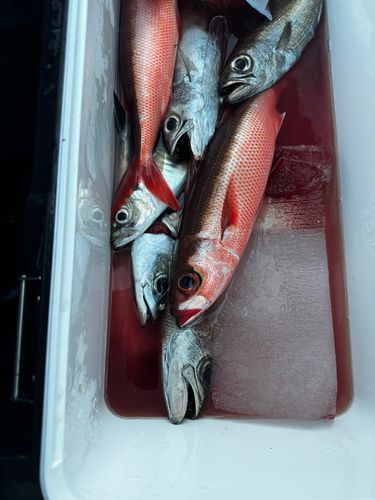 クロムツの釣果