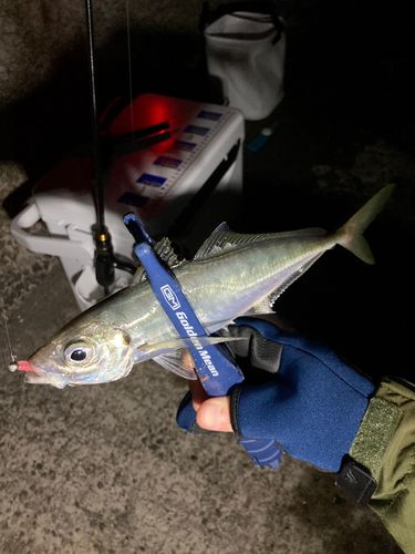 マアジの釣果