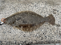 ヒラメの釣果