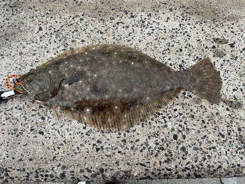 ヒラメの釣果