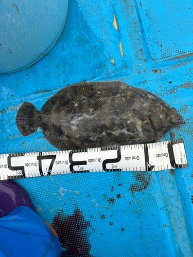 ババガレイの釣果