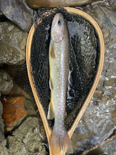 エゾイワナの釣果