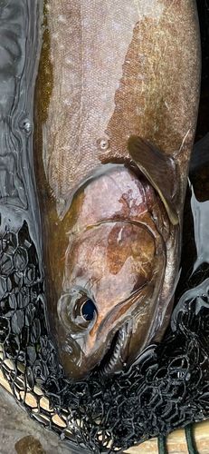 エゾイワナの釣果