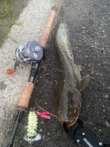 ナマズの釣果