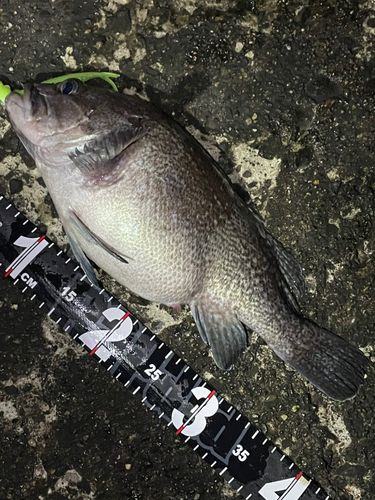 マゾイの釣果