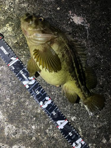 シマゾイの釣果