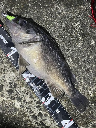 クロソイの釣果