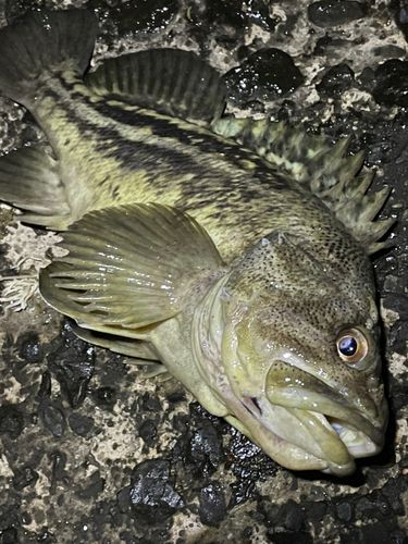 シマゾイの釣果