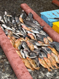 ホッケの釣果