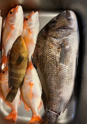 タイの釣果