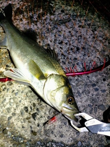 シーバスの釣果