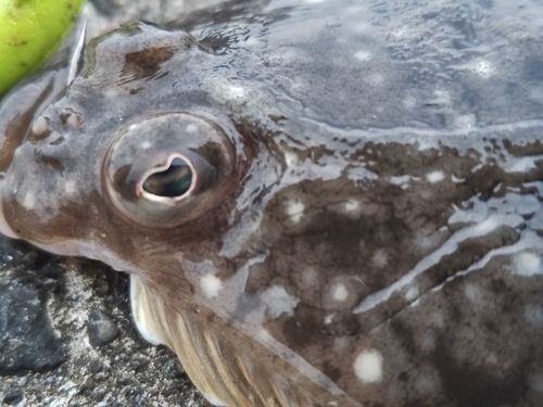 カレイの釣果