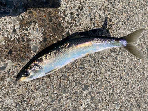ニシンの釣果