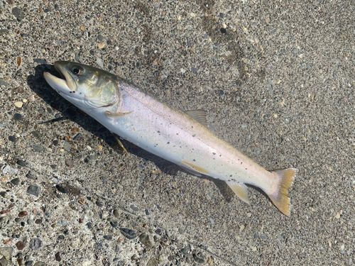 アメマスの釣果