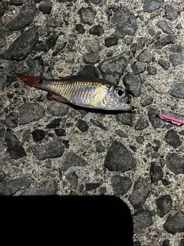 ネンブツダイの釣果