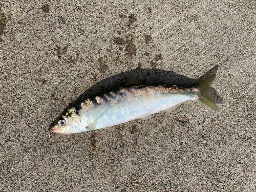 ニシンの釣果
