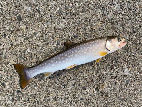 アメマスの釣果