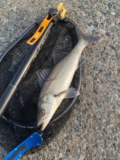 セイゴ（マルスズキ）の釣果