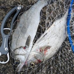 フッコ（ヒラスズキ）