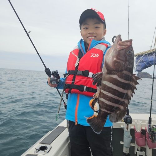 マハタの釣果
