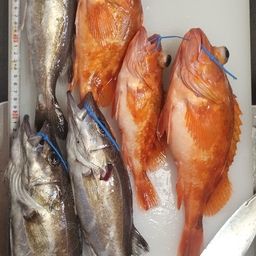 アラ