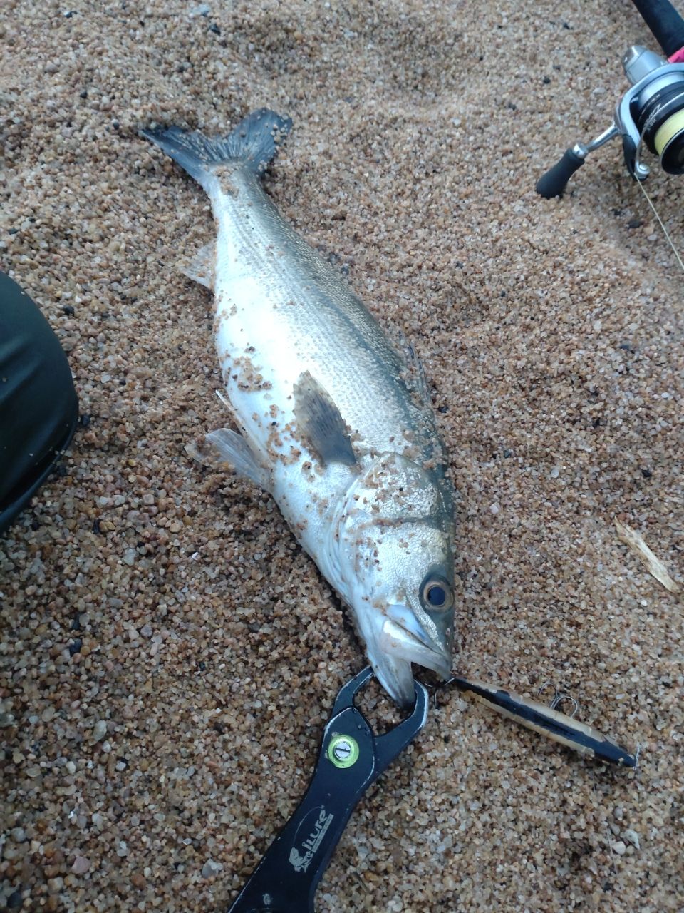 セイゴ（マルスズキ）