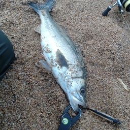 セイゴ（マルスズキ）