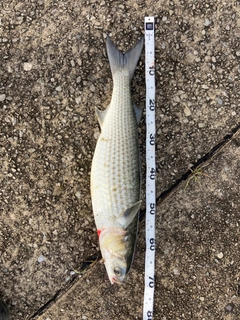 ボラの釣果