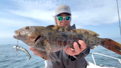 アブラコの釣果