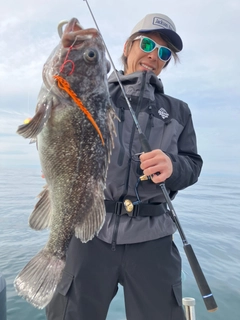 ソイの釣果