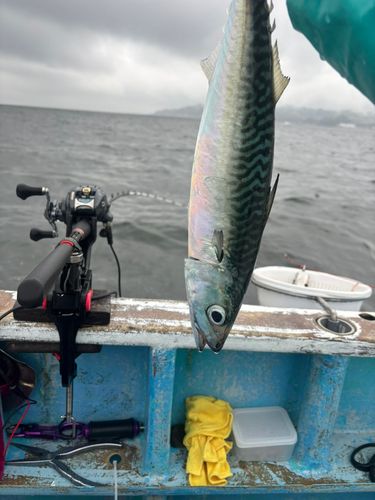 マサバの釣果