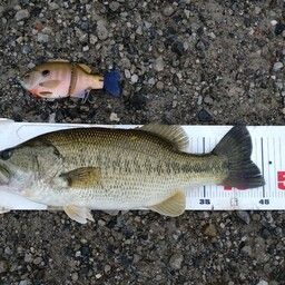 ラージマウスバス