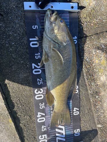 スモールマウスバスの釣果