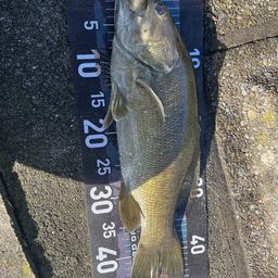 スモールマウスバス