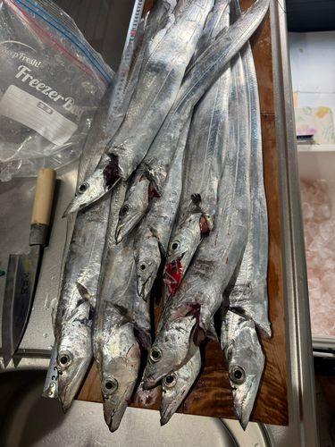 タチウオの釣果